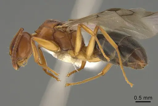 Technomyrmex anterops - CASENT0923773