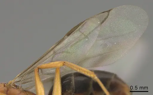 Technomyrmex anterops - CASENT0923773