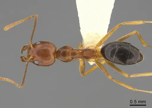 Technomyrmex anterops - CASENT0923774