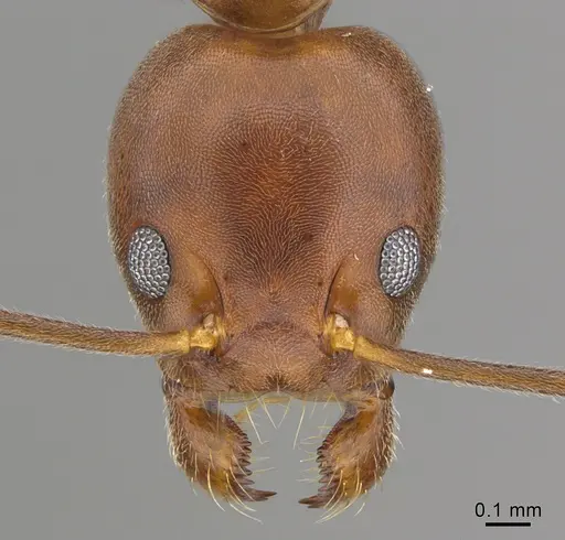 Technomyrmex anterops - CASENT0923774