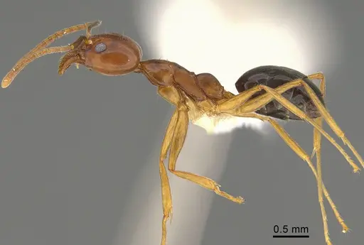 Technomyrmex anterops - CASENT0923774