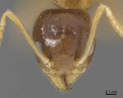 Technomyrmex anterops - CASENT4025392