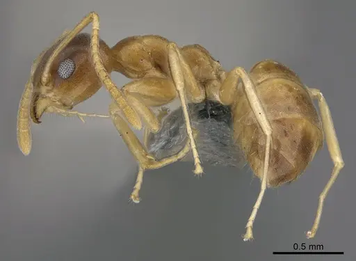 Technomyrmex anterops - CASENT4025392