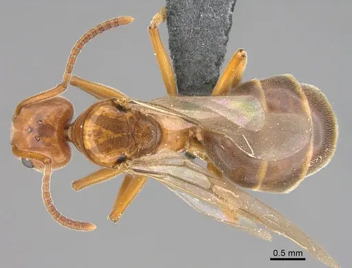 Technomyrmex anterops - CASENT4025601
