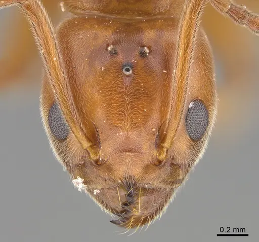 Technomyrmex anterops - CASENT4025601