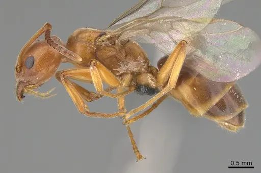 Technomyrmex anterops - CASENT4025601