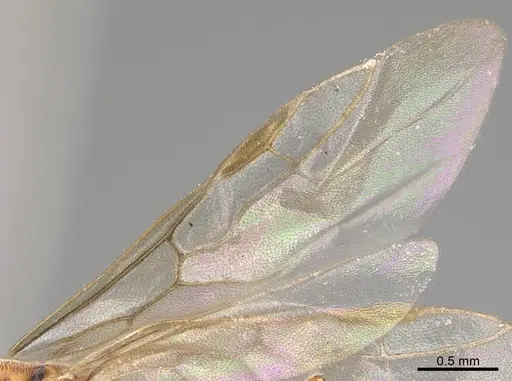 Technomyrmex anterops - CASENT4025601