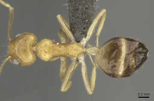 Technomyrmex arnoldinus specimen