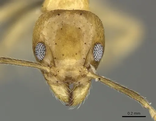 Technomyrmex arnoldinus specimen