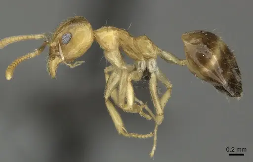 Technomyrmex arnoldinus specimen