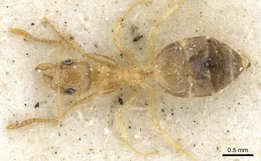 Technomyrmex arnoldinus - CASENT0903056