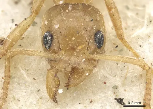 Technomyrmex arnoldinus - CASENT0903056