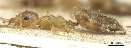 Technomyrmex arnoldinus - CASENT0903056