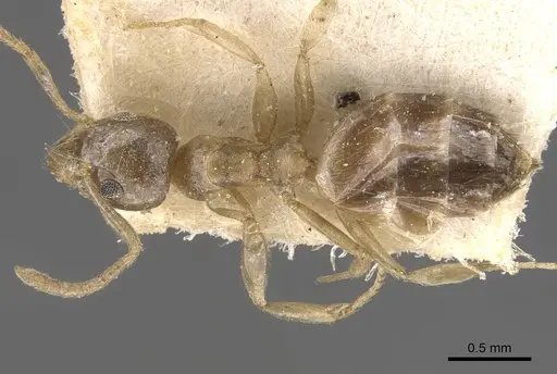 Technomyrmex arnoldinus - CASENT0909793