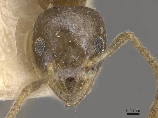 Technomyrmex arnoldinus - CASENT0909793