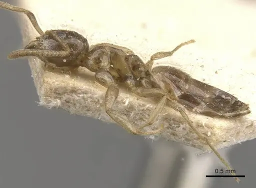 Technomyrmex arnoldinus - CASENT0909793