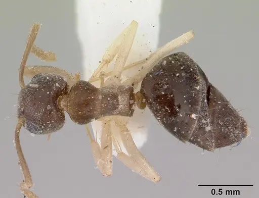 Technomyrmex australops specimen