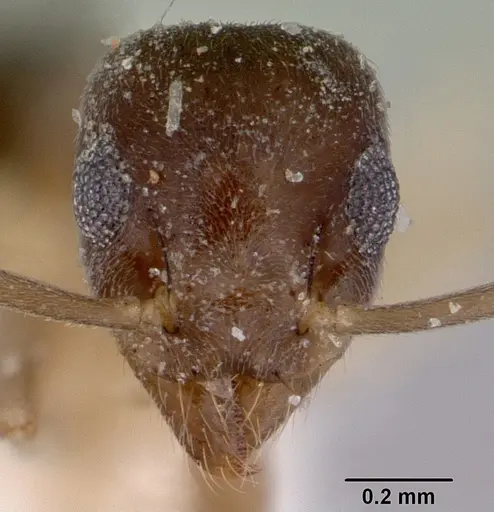 Technomyrmex australops specimen