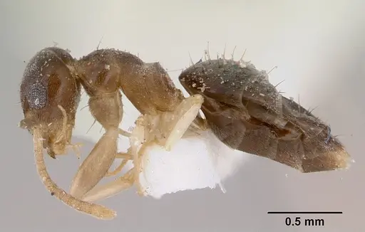 Technomyrmex australops specimen
