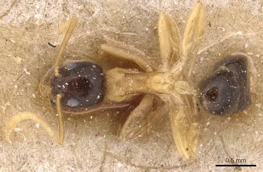 Technomyrmex bicolor specimen