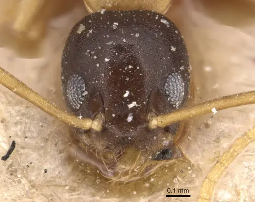 Technomyrmex bicolor specimen