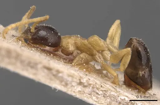 Technomyrmex bicolor specimen