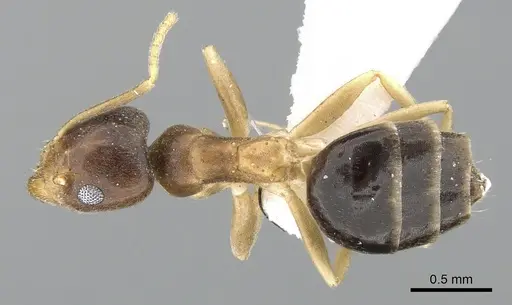 Technomyrmex briani specimen