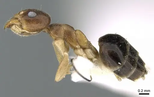 Technomyrmex briani specimen