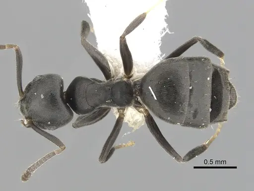 Technomyrmex brunneus specimen