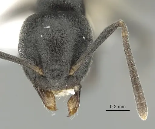 Technomyrmex brunneus specimen