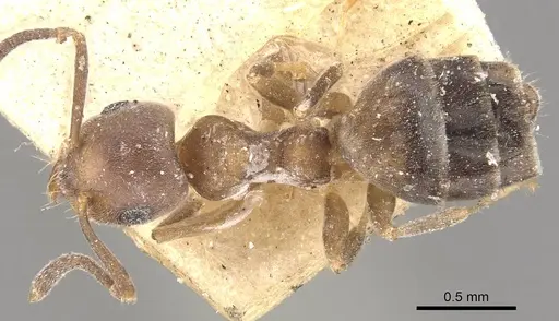 Technomyrmex brunneus - CASENT0909791