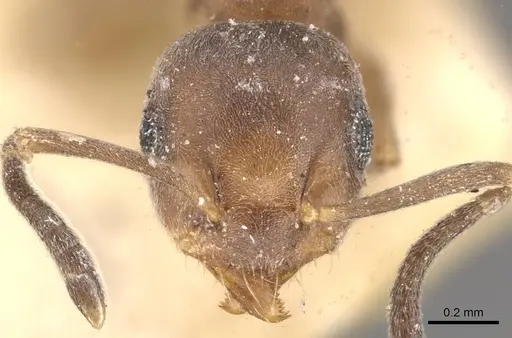 Technomyrmex brunneus - CASENT0909791