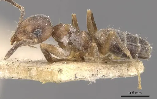 Technomyrmex brunneus - CASENT0909791