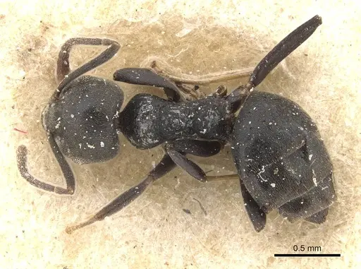 Technomyrmex brunneus - CASENT0909803