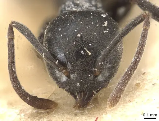 Technomyrmex brunneus - CASENT0909803