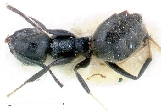 Technomyrmex brunneus - FOCOL0178