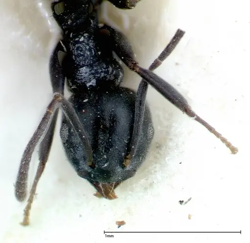 Technomyrmex brunneus - FOCOL0178