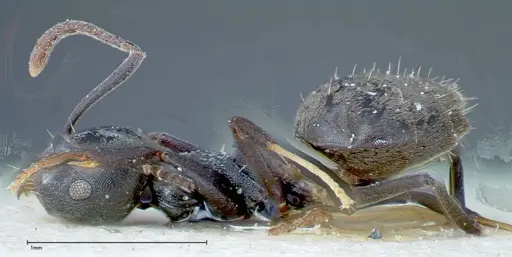 Technomyrmex brunneus - FOCOL0178