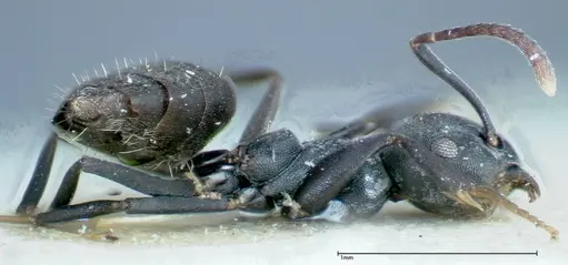 Technomyrmex brunneus - FOCOL0178