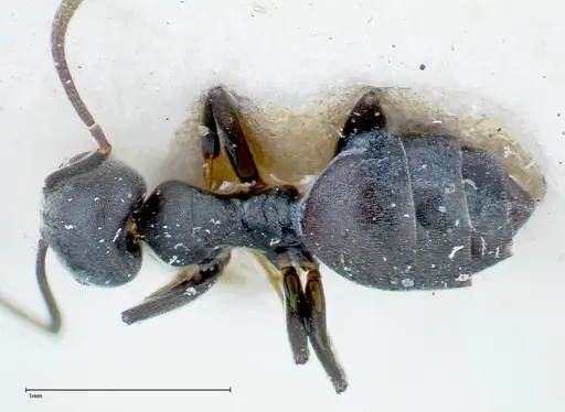 Technomyrmex brunneus - FOCOL0179