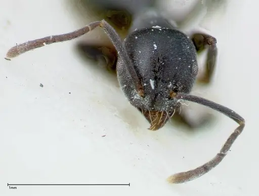 Technomyrmex brunneus - FOCOL0179