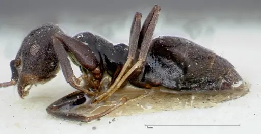 Technomyrmex brunneus - FOCOL0179