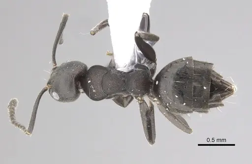 Technomyrmex butteli specimen