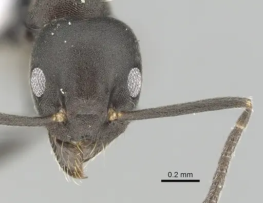 Technomyrmex butteli specimen
