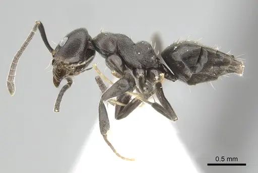 Technomyrmex butteli specimen