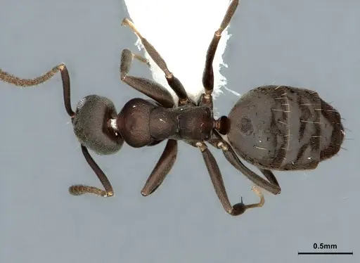 Technomyrmex butteli - CASENT0886043