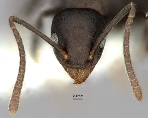 Technomyrmex butteli - CASENT0886043