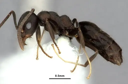 Technomyrmex butteli - CASENT0886043