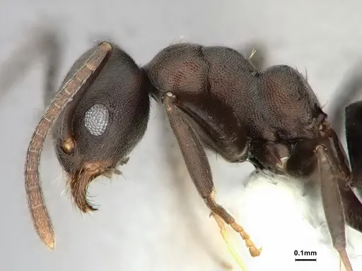 Technomyrmex butteli - CASENT0886043