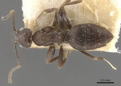 Technomyrmex butteli - CASENT0909796